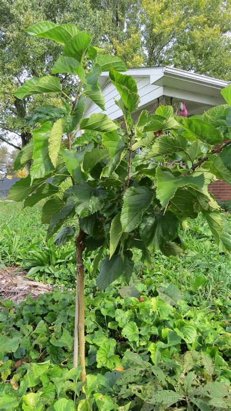 gerardi mulberry tree for sale.